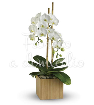 Fiori a domicilio: orchidea phalenopsis bianca
