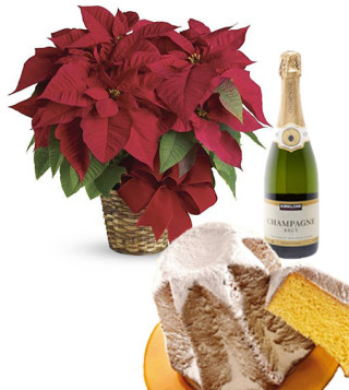 Fiori a domicilio |Stella di Natale con Pandoro e Champagne