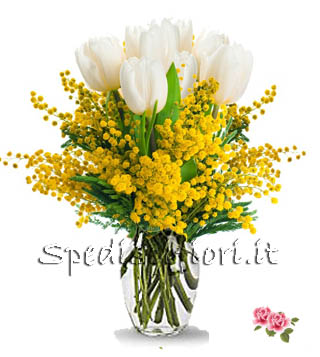 tulipani-bianchi-con-mimosa