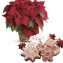 Fiori a domicilio |Stella di Natale rossa con pan di zenzero